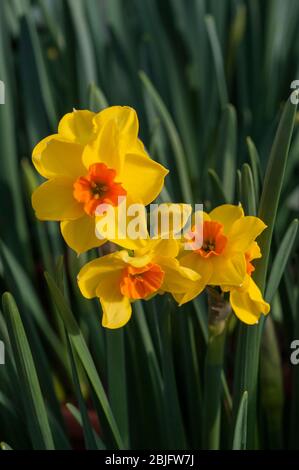 Gros plan sur Narcisse Fortune en fleur au printemps. Fortune est une division jaune et orange 2 grand joncs à fleurs de printemps complètement endurci Banque D'Images