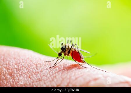 Dangereux Biite de moustiques infectés par Zika sur fond vert. Leishmaniose, encéphalite, fièvre jaune, dengue, paludisme, Mayaro, EEEV ou Zika VI Banque D'Images