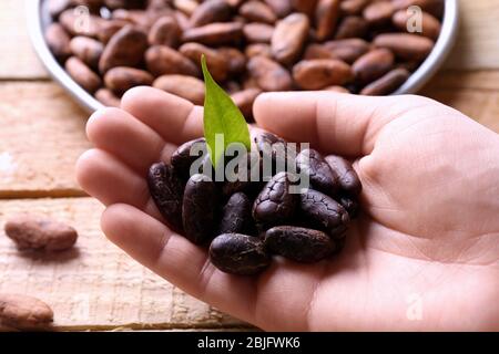 Main femelle tenant des fèves de cacao aromatique, ferme Banque D'Images