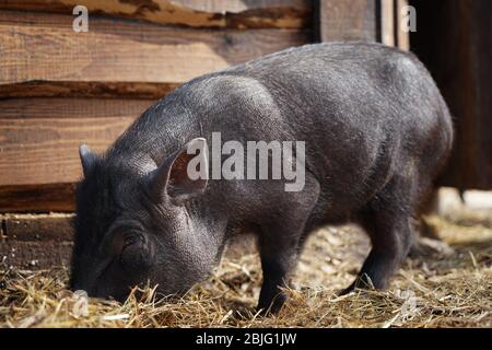 Mignon cochon drôle dans le jardin zoologique Banque D'Images