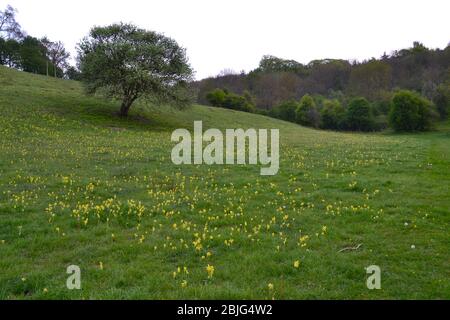 Fleurs sauvages jaunes de Cowslip dans des prés de craie herbeuse dans le fond de Magpie et SSSI. Craie des fleurs sauvages. Avril. North Downs, Kent Banque D'Images