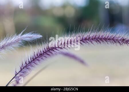 Pourpre de la fontaine de Sparkler (pennisetum setaceum) Banque D'Images