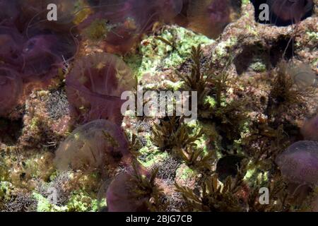 Malte. Méduses dans l'eau côtière peu profonde. Quallen im flachen Küstenwasser. Meduza W płytkiej przybrzeżnej wodzie. 馬耳他。 水母在淺沿海水中。texture Textur 質地 Banque D'Images