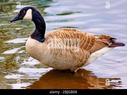 Une oie naine du Canada naine dans le lac du parc Langan, 13 avril 2019, à Mobile, Alabama. Banque D'Images