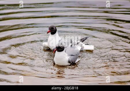 En riant les goles dans le plumage de reproduction, nagez dans le lac de Langan Park à Mobile, Alabama. Banque D'Images