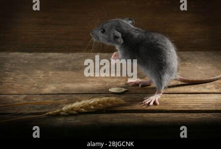 Joli petit rat avec oreille de blé sur fond en bois Banque D'Images