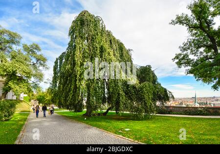 Les touristes passent par un magnifique arbre de saule saule le long des remparts du jardin du château de Prague. Banque D'Images