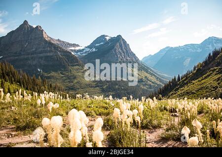 Vue panoramique sur la chaîne des montagnes Rocheuses du parc national des Glaciers au Montana. Ciel bleu et baissier en fleurs. Une destination touristique énorme Banque D'Images