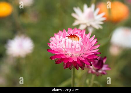 Une Marguerite gerber isolée à gradient rose en fleur avec un fond flou d'herbe verte. Un jardin fleuri planté de daisies lumineuses et colorées. Banque D'Images