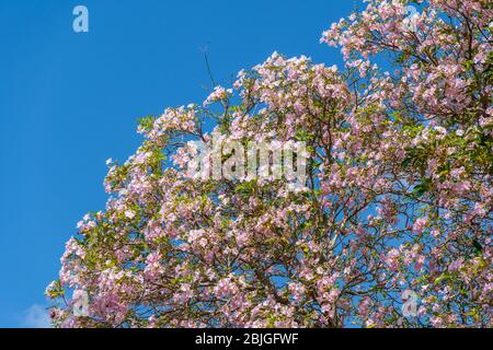 Trompette rose (Tabebuia heptaphylla alias Handroanthus heptaphyllus) - Pembroke Pines, Floride, États-Unis Banque D'Images