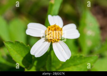 Les aiguilles de Shepherd (Bidens alba) macro - Pine Island Ridge, Davie, Floride, États-Unis Banque D'Images