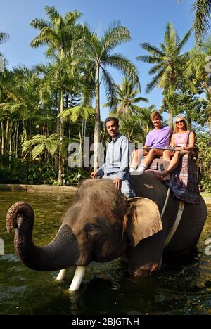 Éléphant de travail, touristes qui voyagent un éléphant, éléphant d'Asie (Elephas maximus), Mason Elephant Park & Lodge, Tegallaang, Bali, Indonésie Banque D'Images