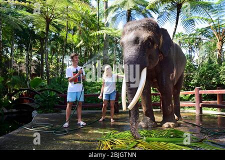 Arbeitselefant, éléphant d'Asie (Elephas maximus), touristes se baignant un éléphant avec tuyau de jardin, Mason Elephant Park & Lodge, Tegallaang, Bali Banque D'Images