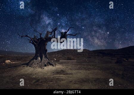 Starlights et laiteuse voie avec arbre solitaire dans la nuit sombre dans le désert de Tabernas près d'Almeria-Espagne Banque D'Images