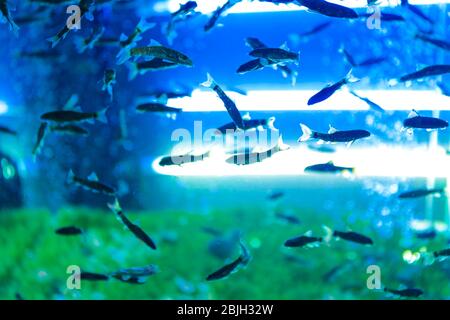 Aquarium avec poisson pour pédicure dans un salon de beauté moderne Banque D'Images