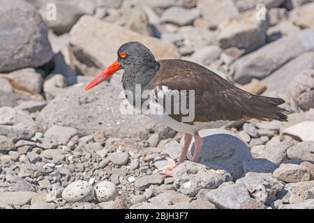 Oystercarcher américain par ses œufs sur l'île d'Espanola dans les Galapagos Banque D'Images