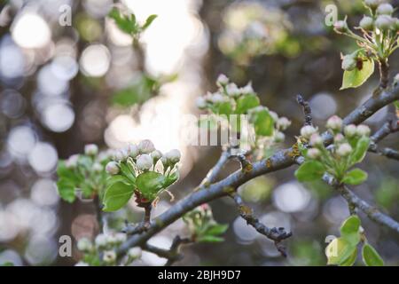 Branche arborescente avec boutons de fleurs non ouverts sur fond flou Banque D'Images