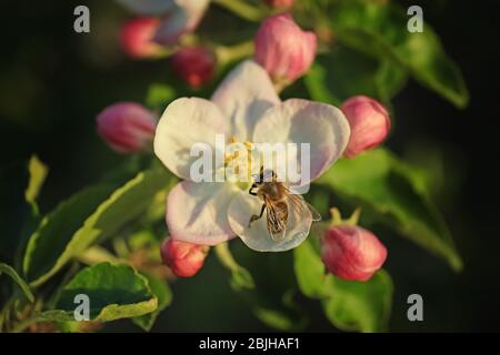 Abeille assise sur la fleur de pomme Banque D'Images