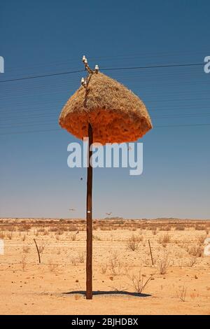 Les tisserands sociables Nest sur le poteau de pouvoir, près de Kenhardt, le Cap Nord, Afrique du Sud Banque D'Images