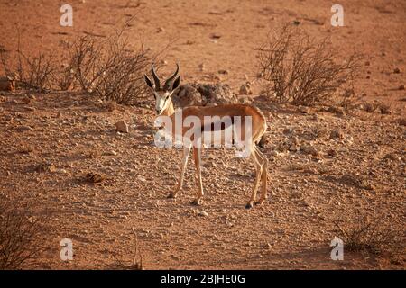 Springbok, ( Antidorcas marsupialis ), Kgalagadi TransFrontier Park, Afrique du Sud Banque D'Images