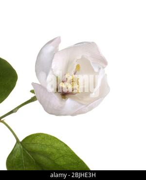 Branche de l'arbre avec fleur sur fond blanc Banque D'Images