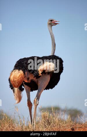 Autruch (Struthio camelus), Kgalagadi TransFrontier Park, Afrique du Sud Banque D'Images