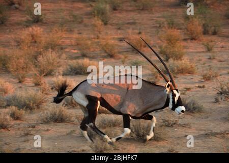 Gemsbok (Oryx gazella), Kgalagadi Transfrontier Park, Afrique du Sud Banque D'Images