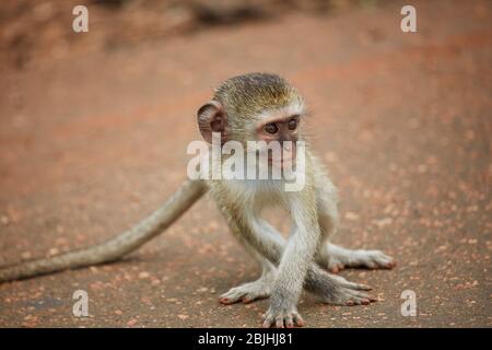 Vévet Monkey nourrisson (Chlorocebus pygerythrus), Kruger National Park, Afrique du Sud Banque D'Images