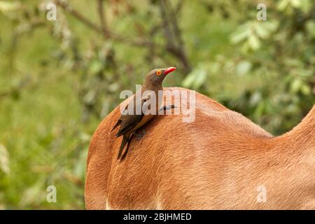 Oxpecker à bec rouge (Buphagus erythrorhynchus), sur Impala (Aepyceros melampus melampus), Parc national Kruger, Afrique du Sud Banque D'Images