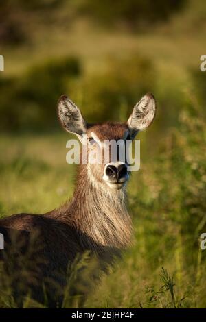 Buck femelle (Kobus ellipsiprymnus ellipsiprymnus), Parc national Kruger, Afrique du Sud Banque D'Images