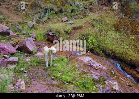 Promenades en chien dans les montagnes près d'un ruisseau Banque D'Images