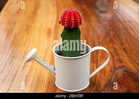 Cactus et fleur rouge dans la chaudron d'arbres avec sur fond de planche en bois à l'extérieur Banque D'Images