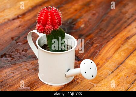 Cactus et fleur rouge dans la chaudron d'arbres avec sur fond de planche en bois à l'extérieur Banque D'Images