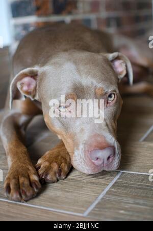 Joli portrait de chien de taureau pitt posé sur le sol. Les meilleurs amis de l'homme ont l'air fatigués, tristes et isolés à l'intérieur de la maison. Staffordshire Pitbull Terrier canine. Banque D'Images