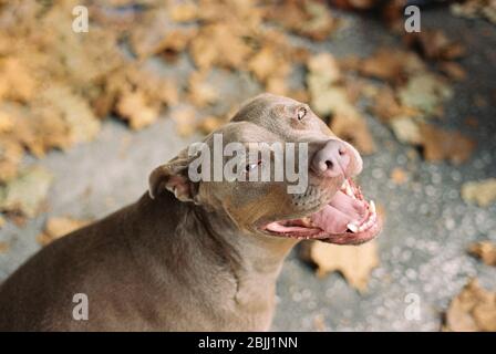 Le meilleur ami de l'homme, sourire heureux chien, American Pit Bull Terrier regardant l'appareil photo avec espace de copie pour ajouter du texte ou des mots. Fond animal canin esprit Banque D'Images