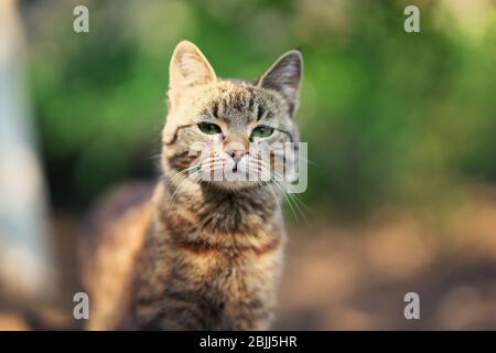 Portrait gris de chat. Chat dans le jardin Banque D'Images