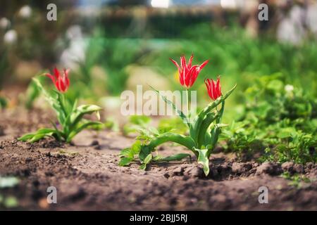 Tulipes rouges dans le jardin Banque D'Images