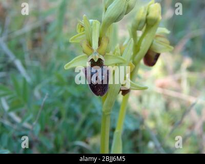 Le début de l'araignée-orchidée sur un pré en Allemagne au printemps Banque D'Images