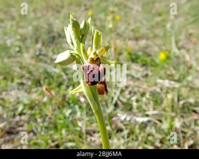 Le début de l'araignée-orchidée sur un pré en Allemagne au printemps Banque D'Images