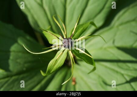 Une plante florissante rare Herb Paris, Paris quadrifolia, qui pousse dans les bois au Royaume-Uni. Banque D'Images