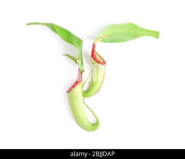 Pichets de plantes tropicales Nepenthes sur fond blanc Banque D'Images