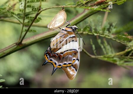 Papillon empereur à queue après éclosion de chrysaliles Banque D'Images