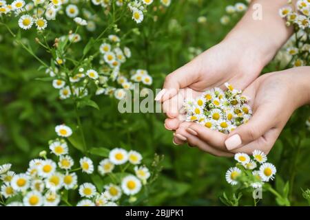 Femme tenant de belles fleurs de camomille, près Banque D'Images