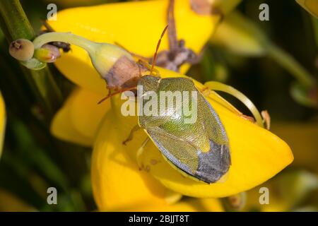 Ginster-Baumwanze, Ginsterbaumwanze, un Besenginster, Ginster, Piezodorus liturtus, Piezodorus degeeri, Gorse blindbug, Baumwanzen, Pentaatomidae, St Banque D'Images