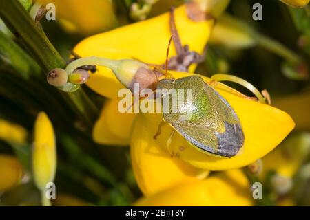 Ginster-Baumwanze, Ginsterbaumwanze, un Besenginster, Ginster, Piezodorus liturtus, Piezodorus degeeri, Gorse blindbug, Baumwanzen, Pentaatomidae, St Banque D'Images