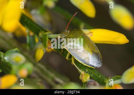 Ginster-Baumwanze, Ginsterbaumwanze, un Besenginster, Ginster, Piezodorus liturtus, Piezodorus degeeri, Gorse blindbug, Baumwanzen, Pentaatomidae, St Banque D'Images