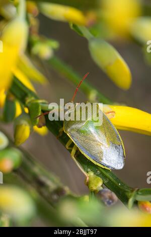 Ginster-Baumwanze, Ginsterbaumwanze, un Besenginster, Ginster, Piezodorus liturtus, Piezodorus degeeri, Gorse blindbug, Baumwanzen, Pentaatomidae, St Banque D'Images