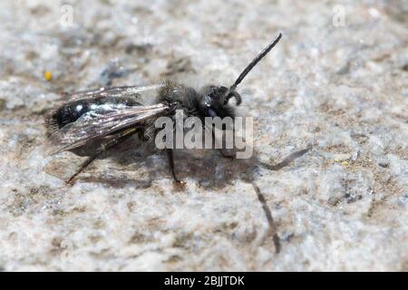 Graue Sandbiene, Düstersandbiene, Grauschwarze Düstersandbiene, Düstersandbiene, Düster-Sandbiene, Sandbiene, Männchen, Andrena cineraria, ashy mini Banque D'Images