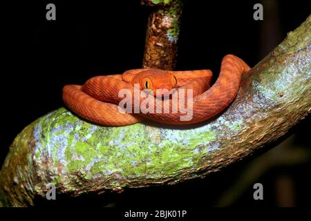 La couleuvre à tête noire ou nigriceps de Boiga est une espèce de couleuvre originaire du Sud-est asiatique. Il habite la forêt tropicale primaire et secondaire des basses terres. Banque D'Images