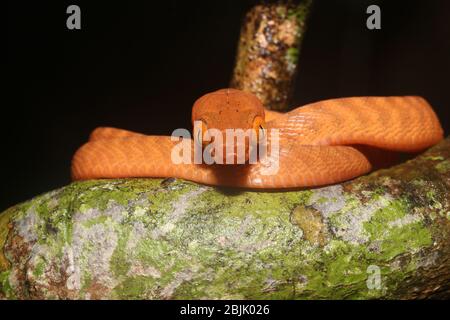 La couleuvre à tête noire ou nigriceps de Boiga est une espèce de couleuvre originaire du Sud-est asiatique. Il habite la forêt tropicale primaire et secondaire des basses terres. Banque D'Images